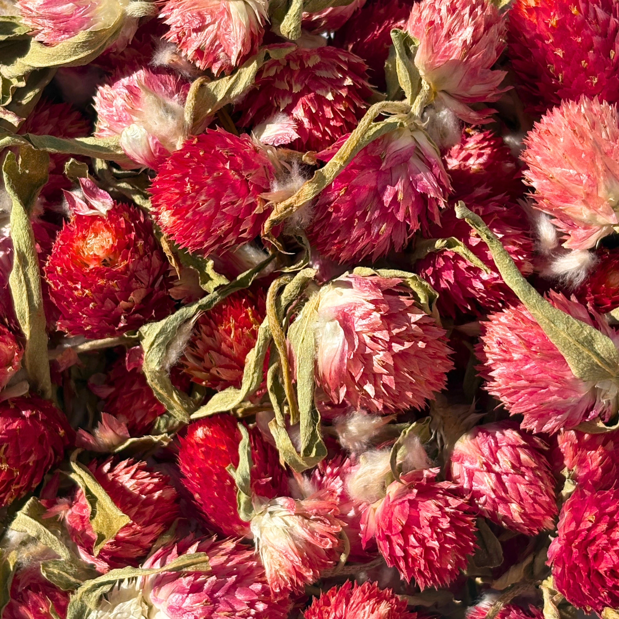 Dried Red Amaranth Flowers