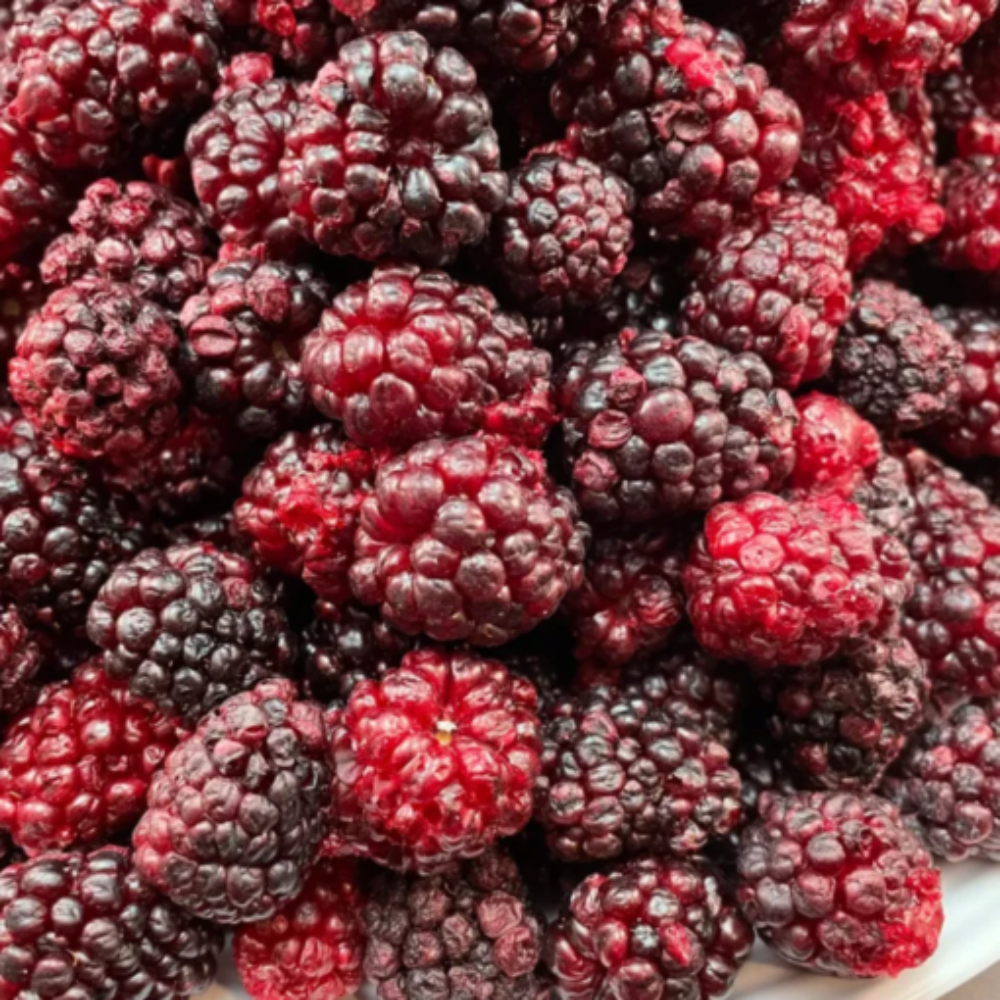 Freeze-Dried Blackberries