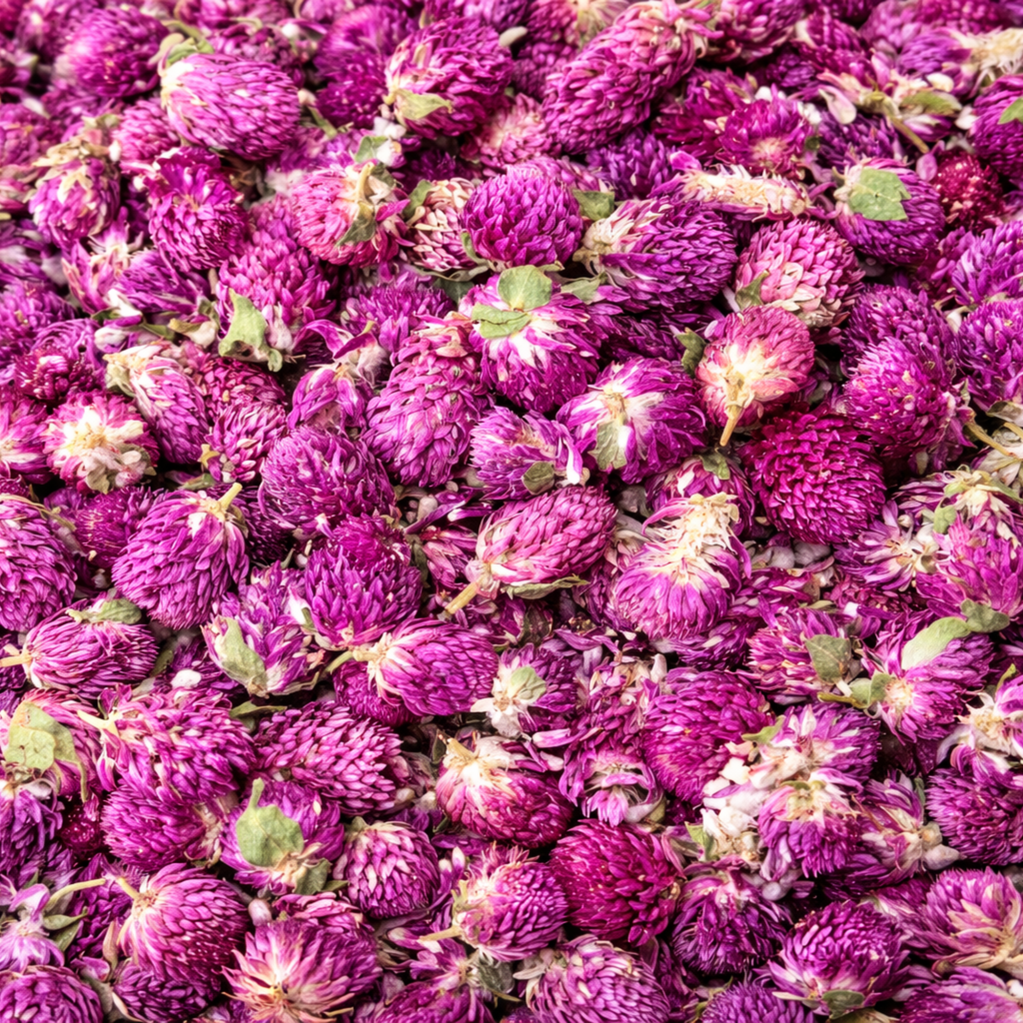 Dried Purple Amaranth Flowers