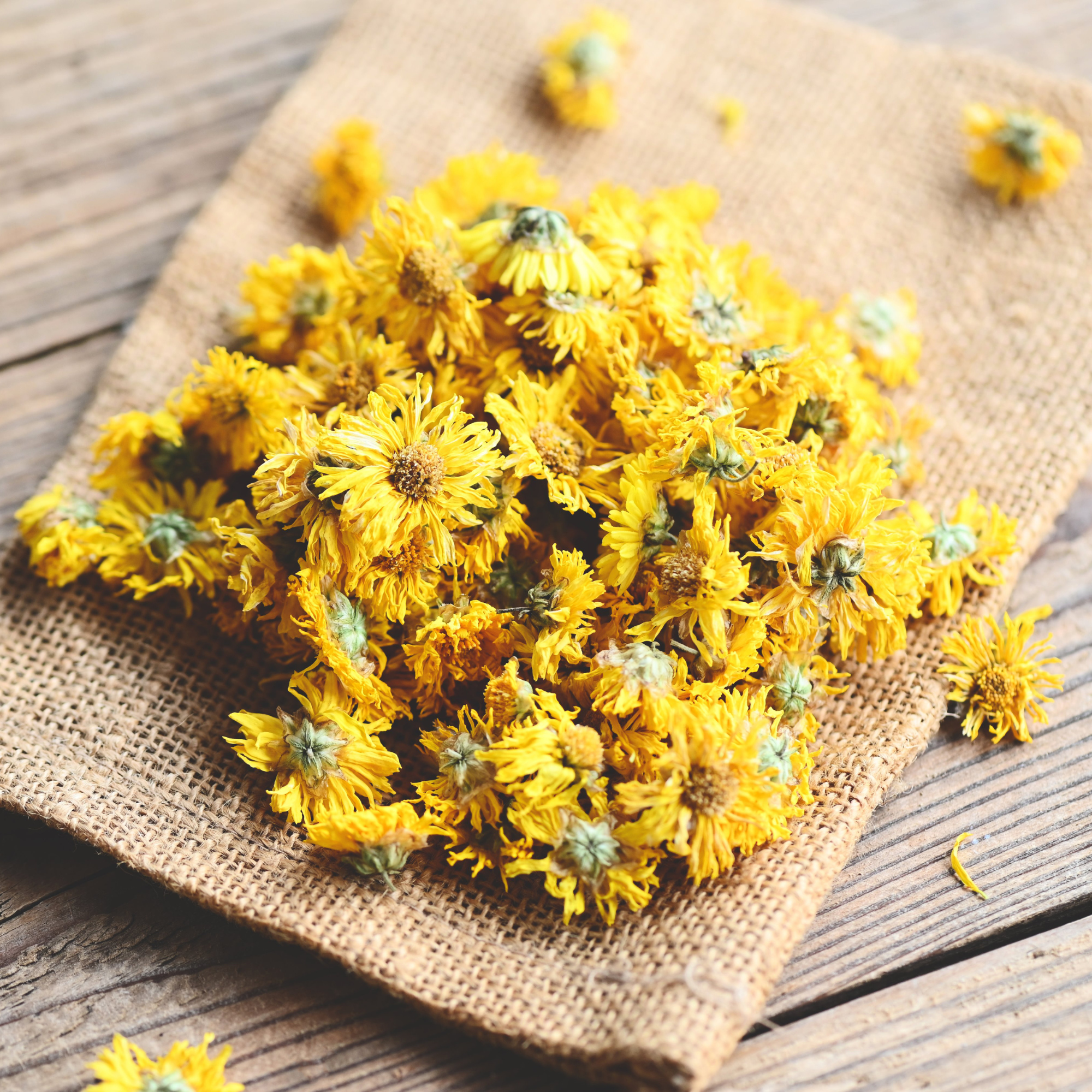 Dried Yellow Flowers